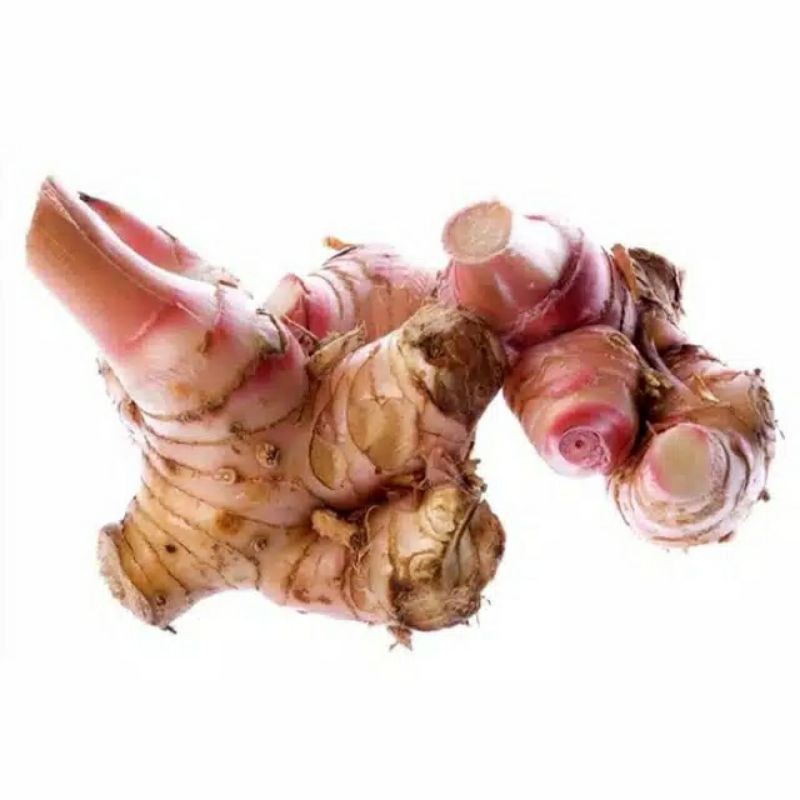 Galangal supplier from indonesia