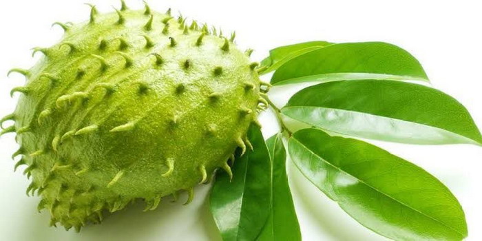 soursop leaves supplier in indonesia